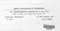 Chaetocladium jonesii image